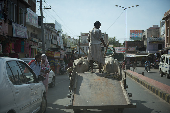 Ox cart jam