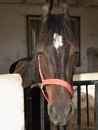 Rohet Garh, thoroughbred horses