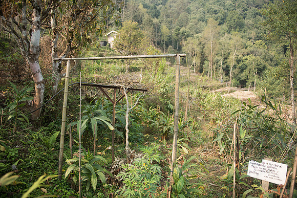 Kaluk hotel market garden