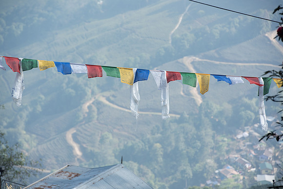 Tea plantation,Darjeeling