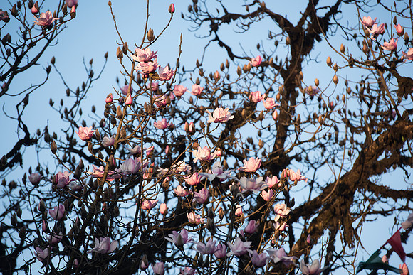 Magnolia, Darjeeling