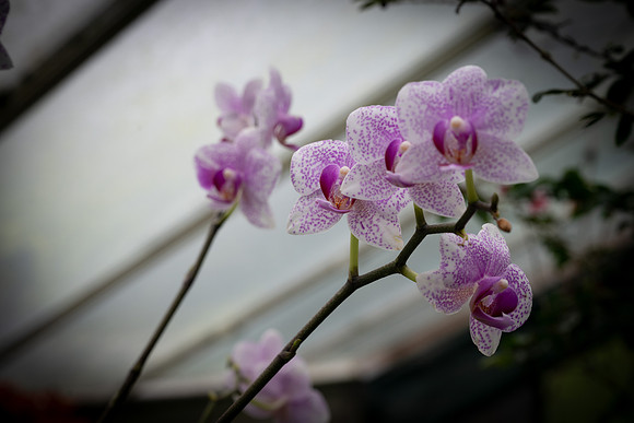 Kew orchids 1