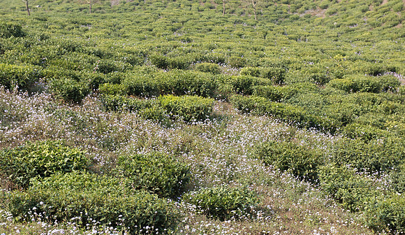 kaluk tea plantation