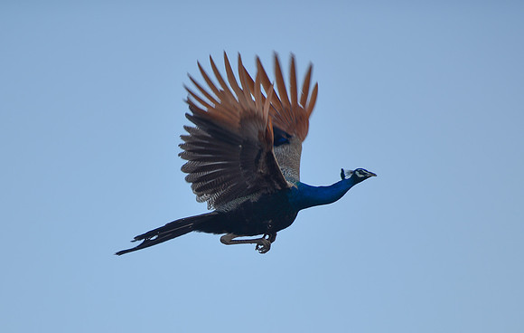 Flying peacock,  Rohet Garh, Rajasthan