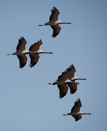 Demoiselle Cranes, Dechu, Rajasthan