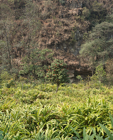 Cardomom , near Kaluk