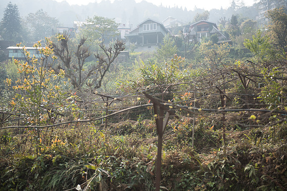 Kaluk hotel market garden