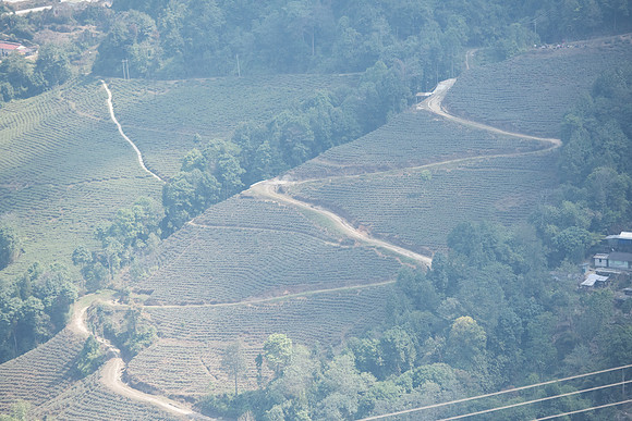 Tea plantation, Darjeeling