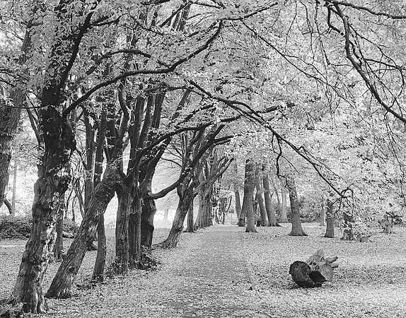 Moat Mount trees avenue leaves