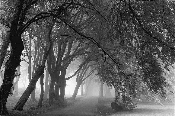 Moat Mount trees avenue rain