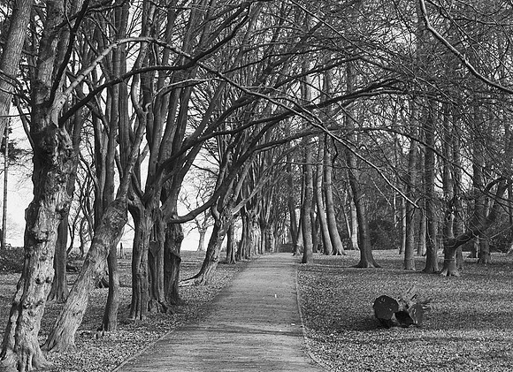 Moat Mount trees avenue sun