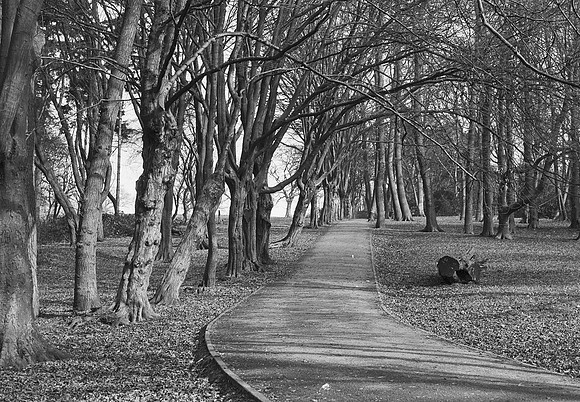 Moat Mount trees avenue sun 2