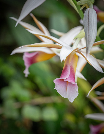 Kew orchids 7