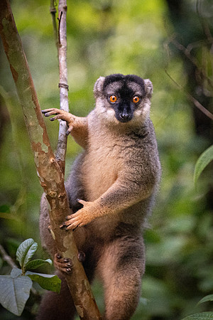 Common Brown Lemur