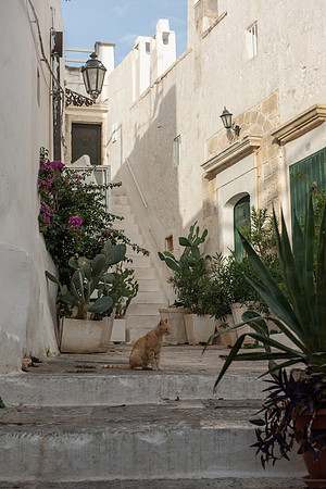 Ostuni cat
