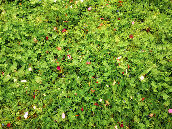 Confetti on grass