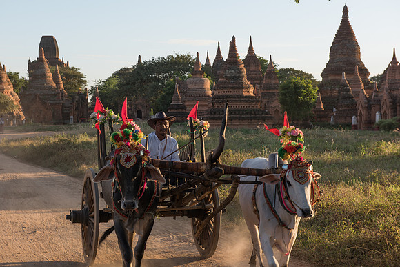 Bagan bullock cart