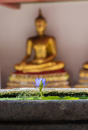 Bangkok lilly and Buddah