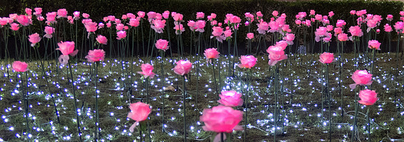 Bangkok pink roses