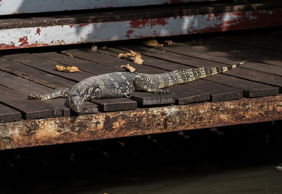 Bangkok water monitor