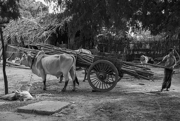 Bullock cart bw