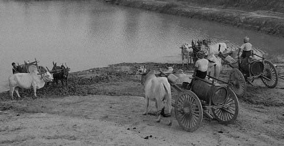Bullock carts collecting water bw