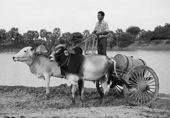 Bullock carts collecting water