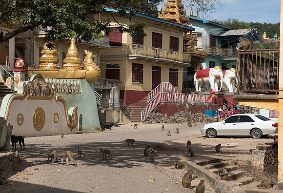 Mount Popa monkeys
