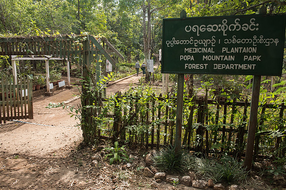 Popa medicinal plantation