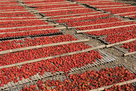 Red chillies drying in sun