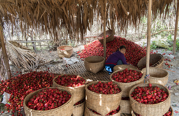 Red chillies in baskets