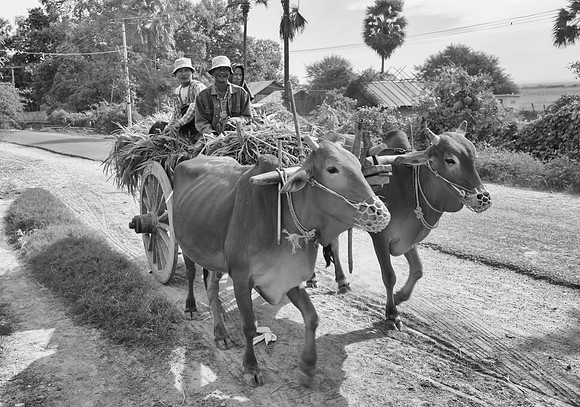Bullock cart 2 bw
