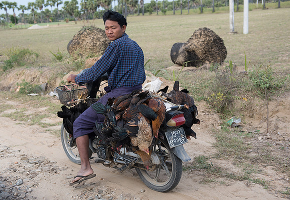 Motorbike with chickens