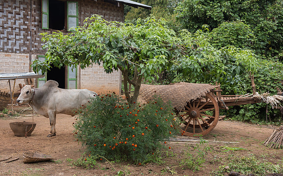 Farm yard bullock