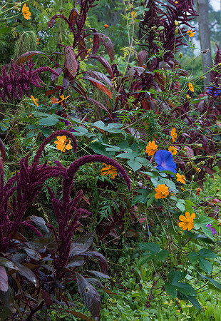 Kalaw wildflowers