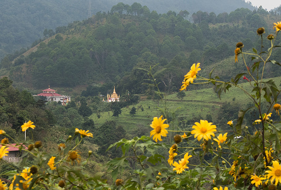 Kalaw temple daisies