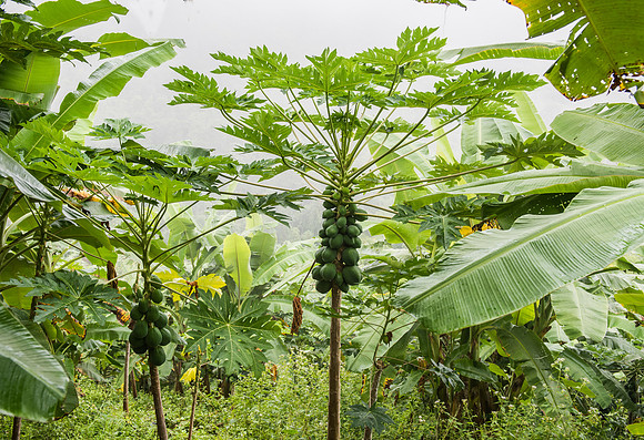 Kalaw Papaya