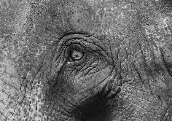 Green Hill Elephant Camp eye bw