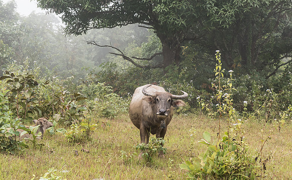 Kalaw water buffalo and calf