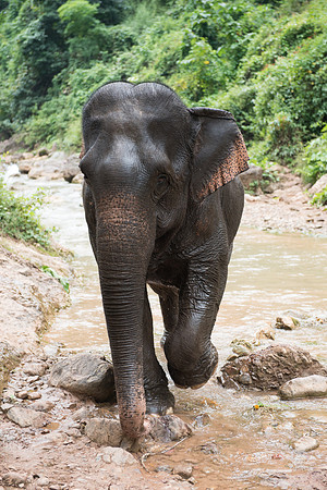 Green Hill elephant camp elephant