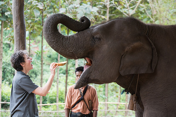 Green Hill elephant camp Jenni open wide