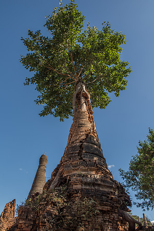 Inle Lake temple tree