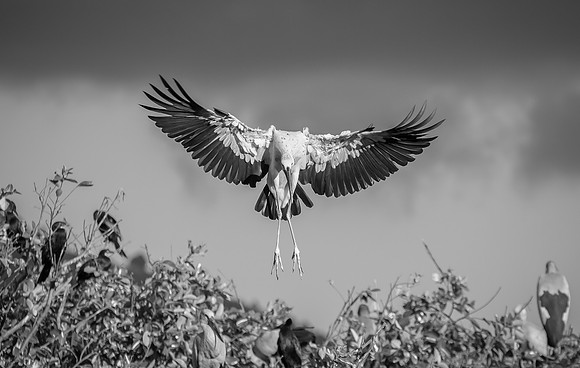 Inle Lake ibis 1