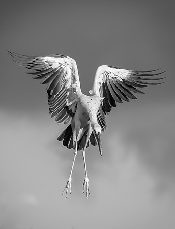 Inle Lake ibis 2 bw
