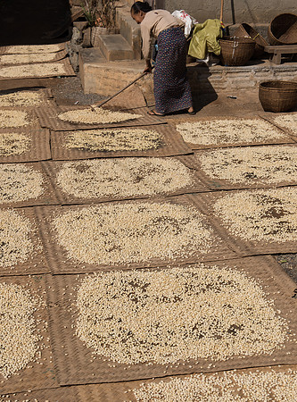 Inle Lake beans drying