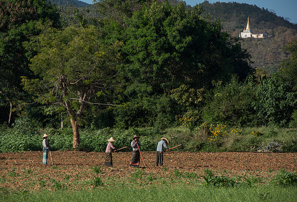 Inle Lake field workers