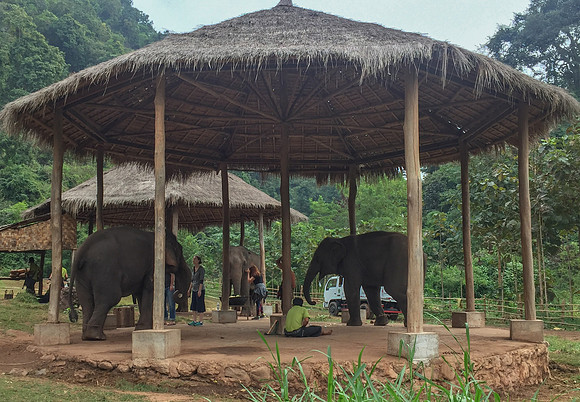 Green Hills elephants