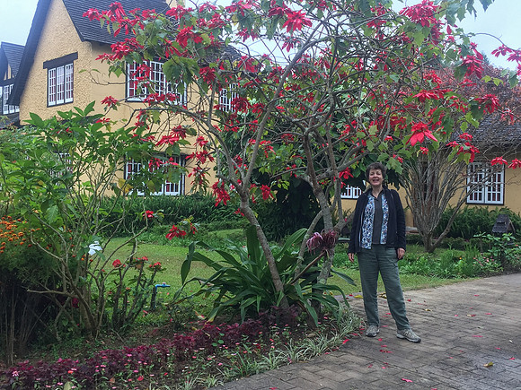 Kalaw Amara Resort poinsetta Jenni