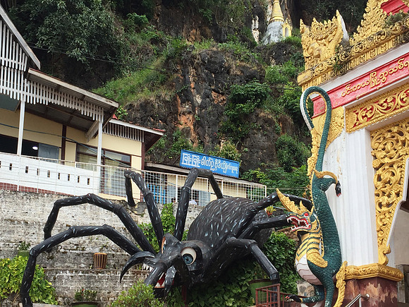 Pindaya cave spider