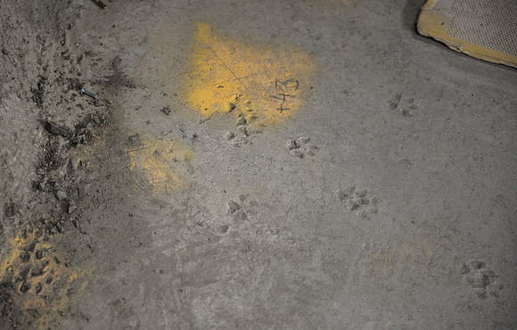 Crossrail fox paw prints